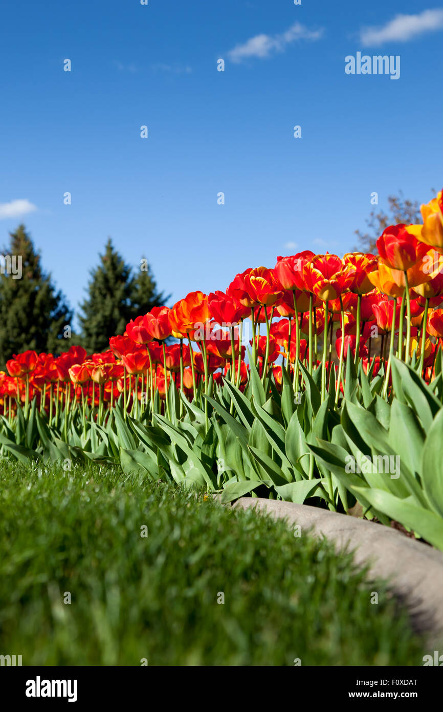 Red and yellow variegated tulip flowers in a flower bed with a blue sky ...