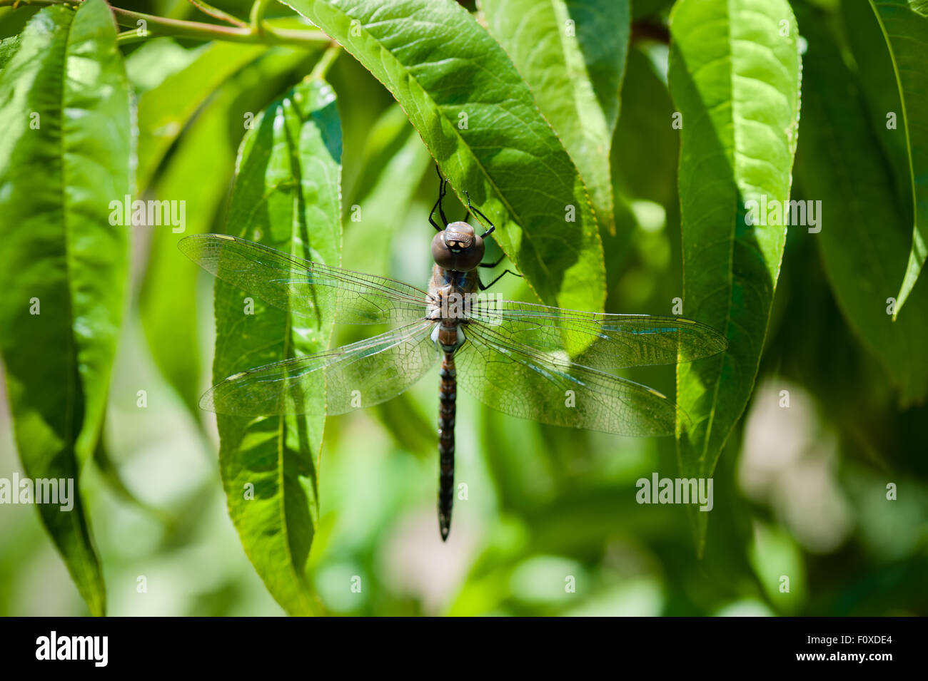 Dragonfly resting between the leaves of a peach tree Stock Photo - Alamy
