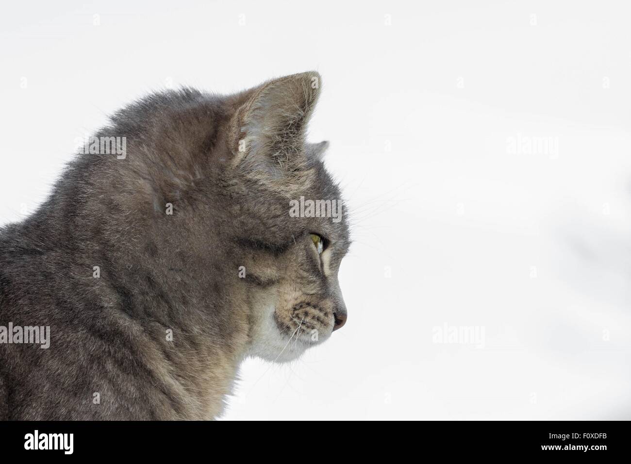 Side view on a cat head hi-res stock photography and images - Alamy