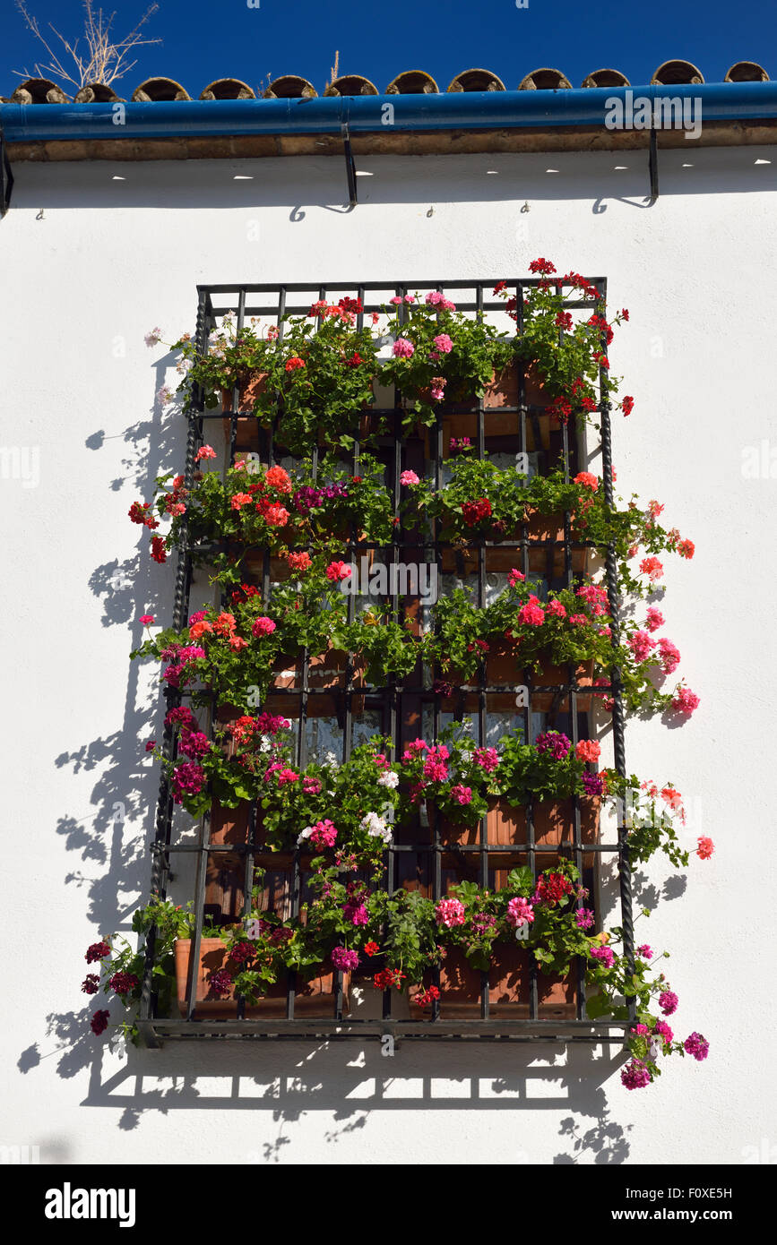 Geranium flowers in grated window on the route of Patios of Alcazar Viejo Cordoba Stock Photo
