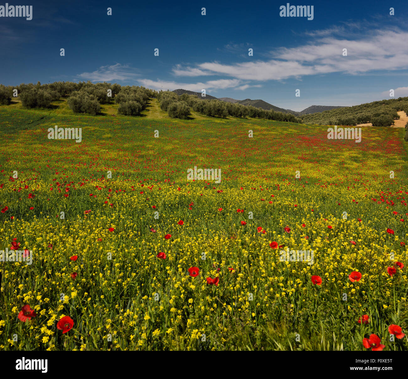 Fallow field of Red Poppies and Yellow Rocket weeds below Olive grove at Puerto Lope Spain Stock