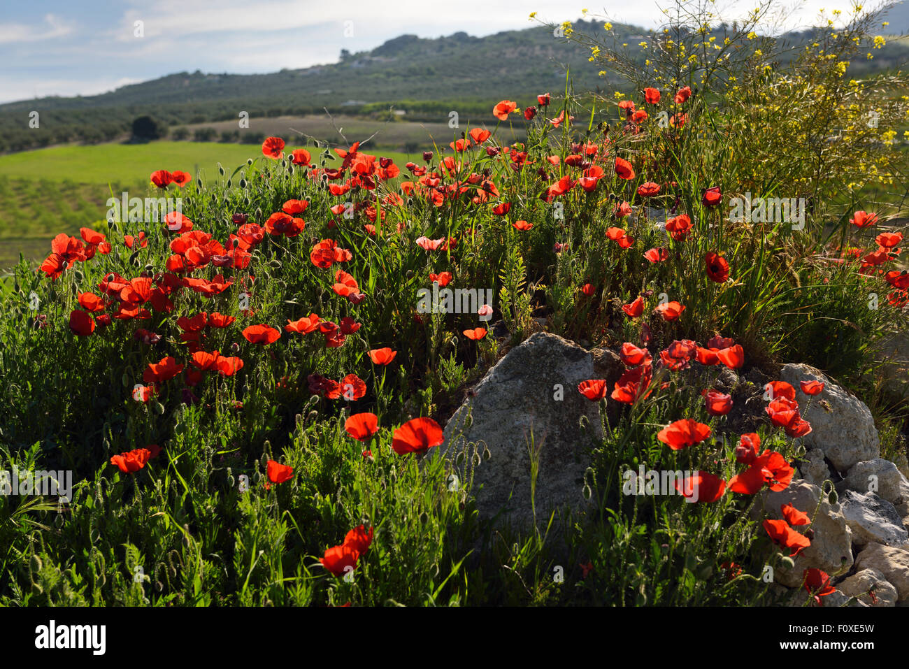 Red Poppies and Yellow Rocket weeds at rock outcrop in farm field above Puerto Lope village Andalusia Spain Stock Photo
