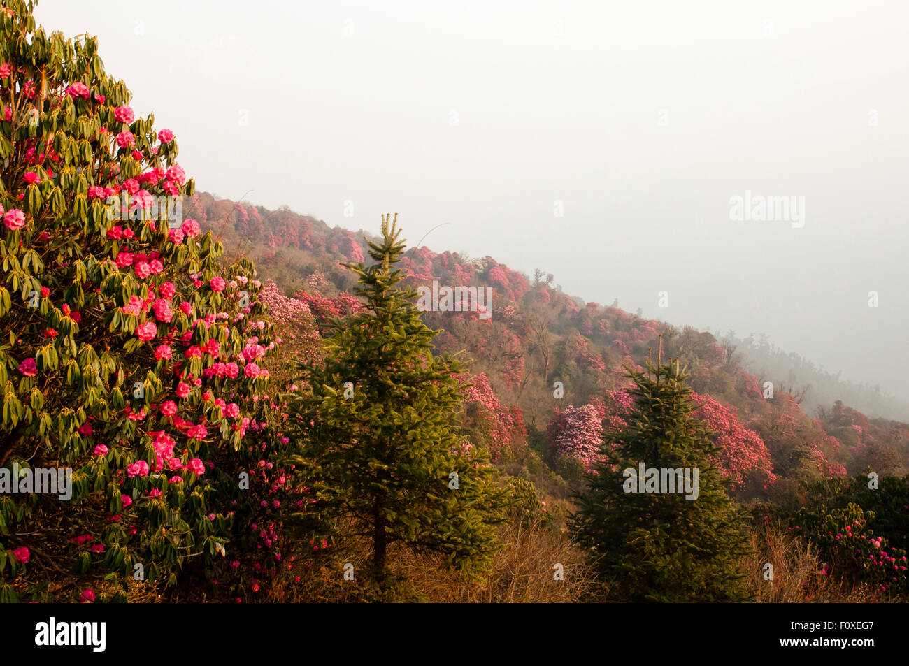 Rhododendron Trees - Nepal Stock Photo