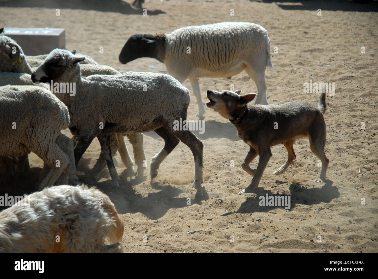 Blue heeler cheap herding