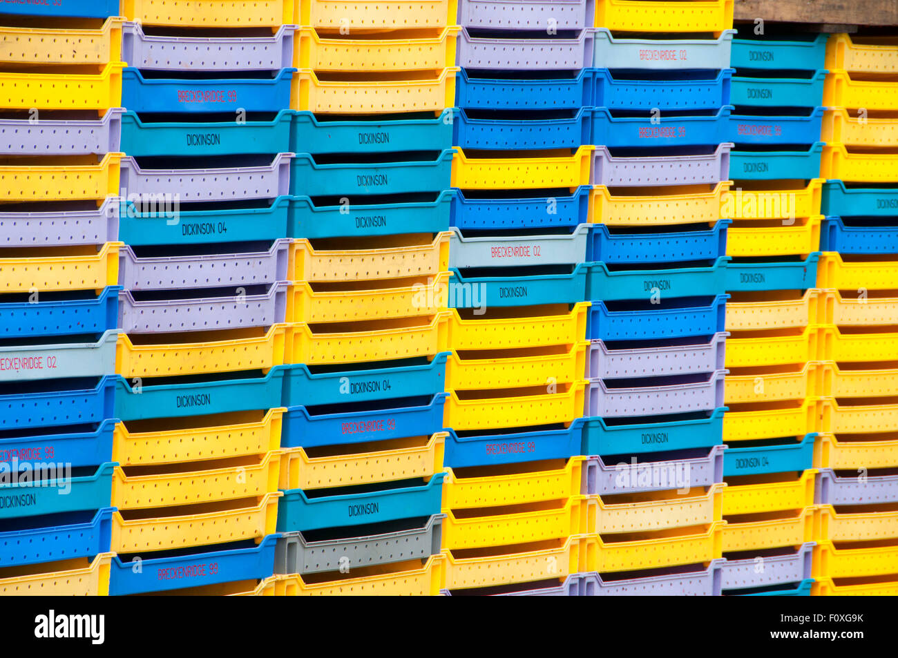 Berry pallets, Lynden, Washington Stock Photo Alamy