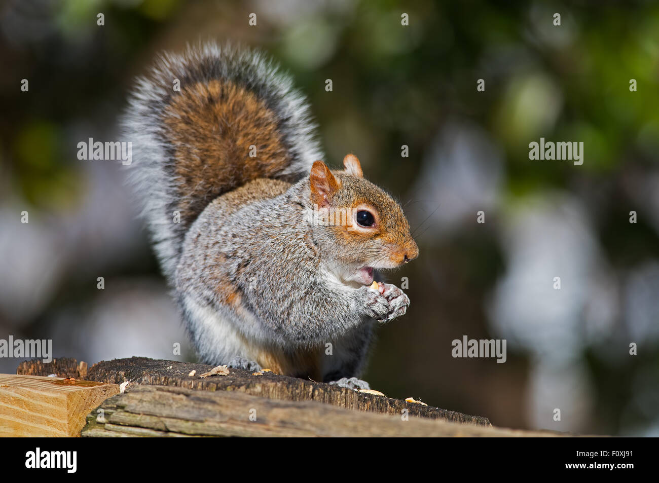 Eastern Gray Squirrel Eating Peanut Stock Photo