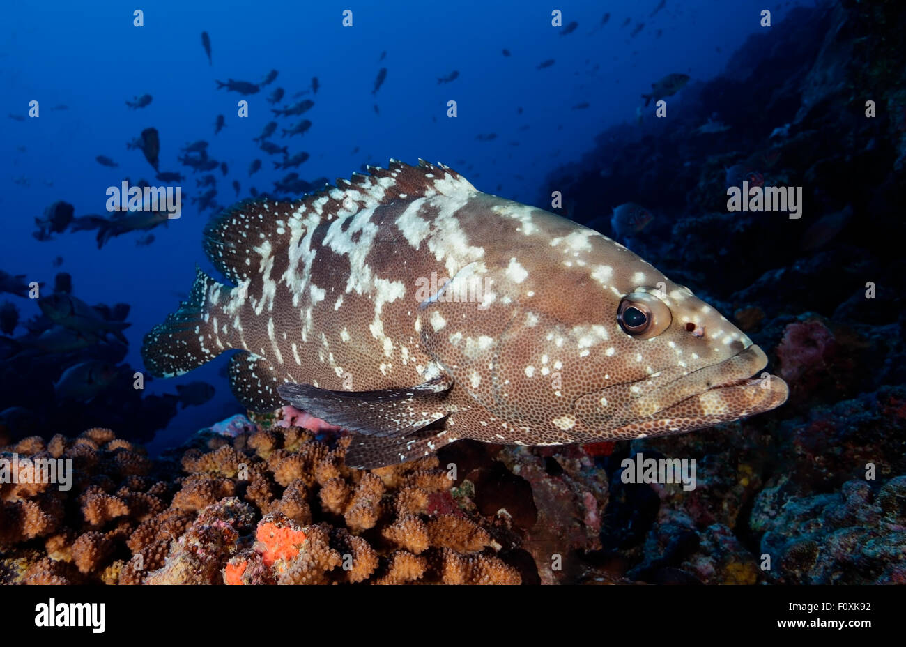 MARBLED GROUPER SWIMMING IN CORAL REEF CLEAR WATER Stock Photo - Alamy