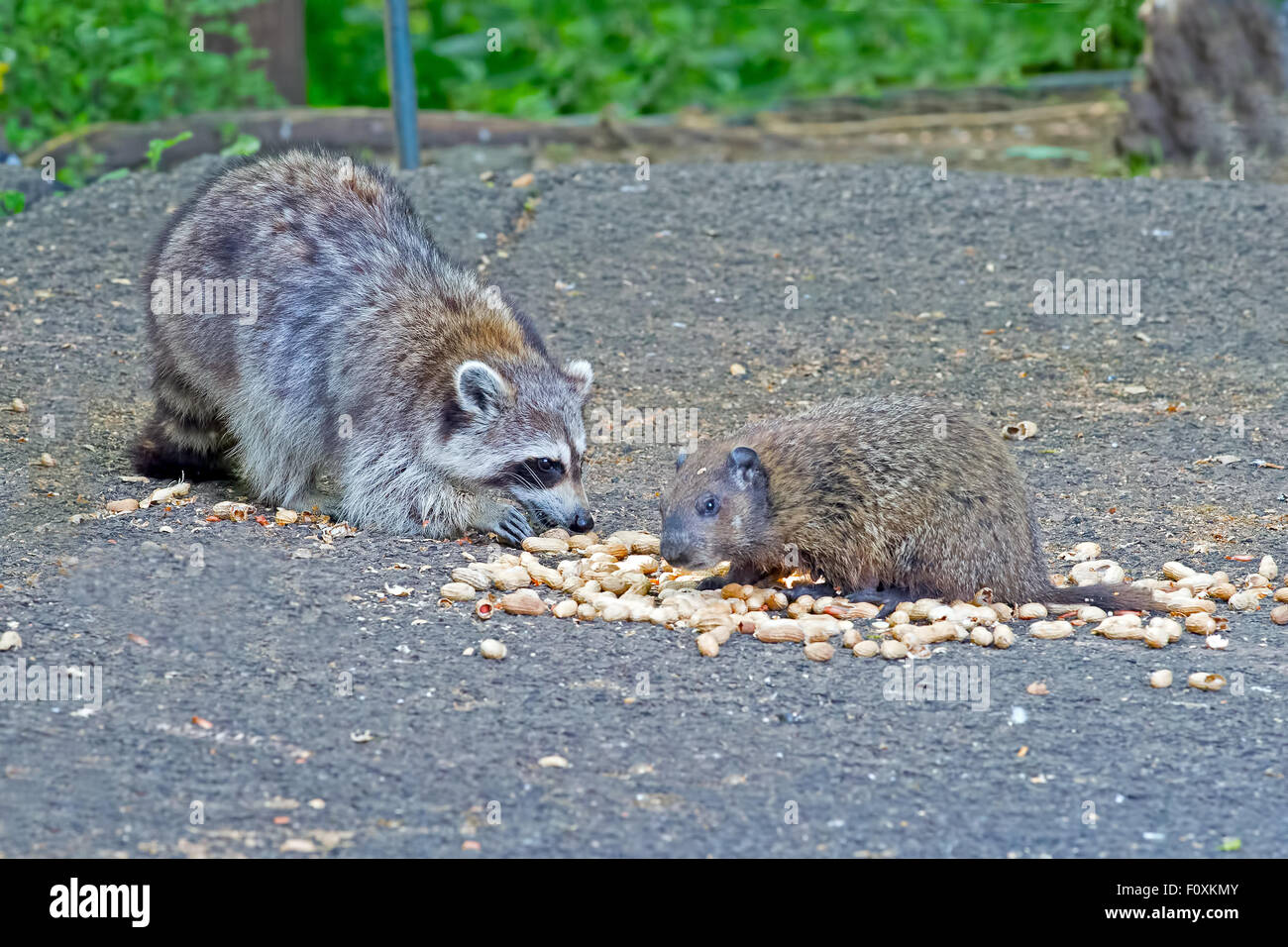 Бобер полоскун. Бобры еноты. Бобры еноты. Бобры еноты. Енот-полоскун.