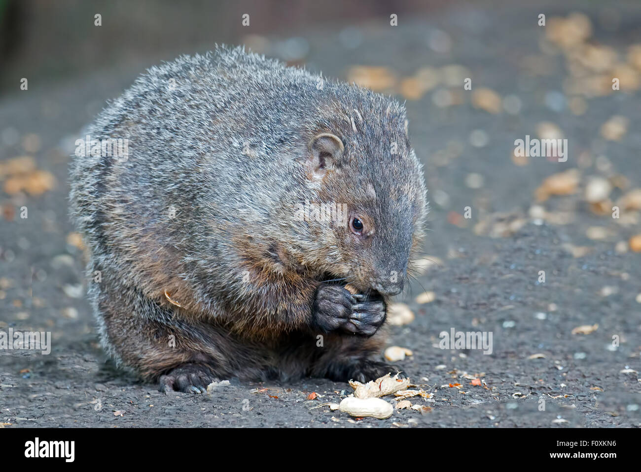 Groundhog Eating peanuts Stock Photo