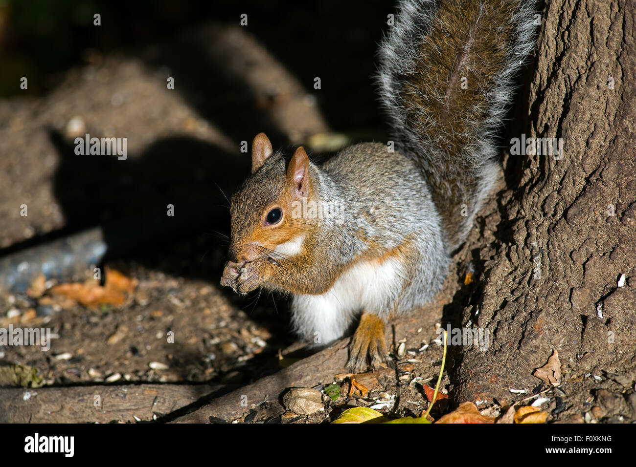 Eastern gray squirrel eating peanuts Stock Photo Alamy