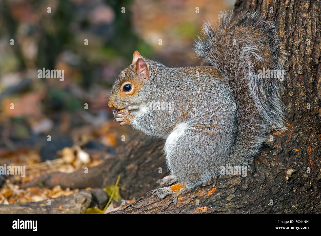 Eastern gray squirrel eating peanuts Stock Photo Alamy