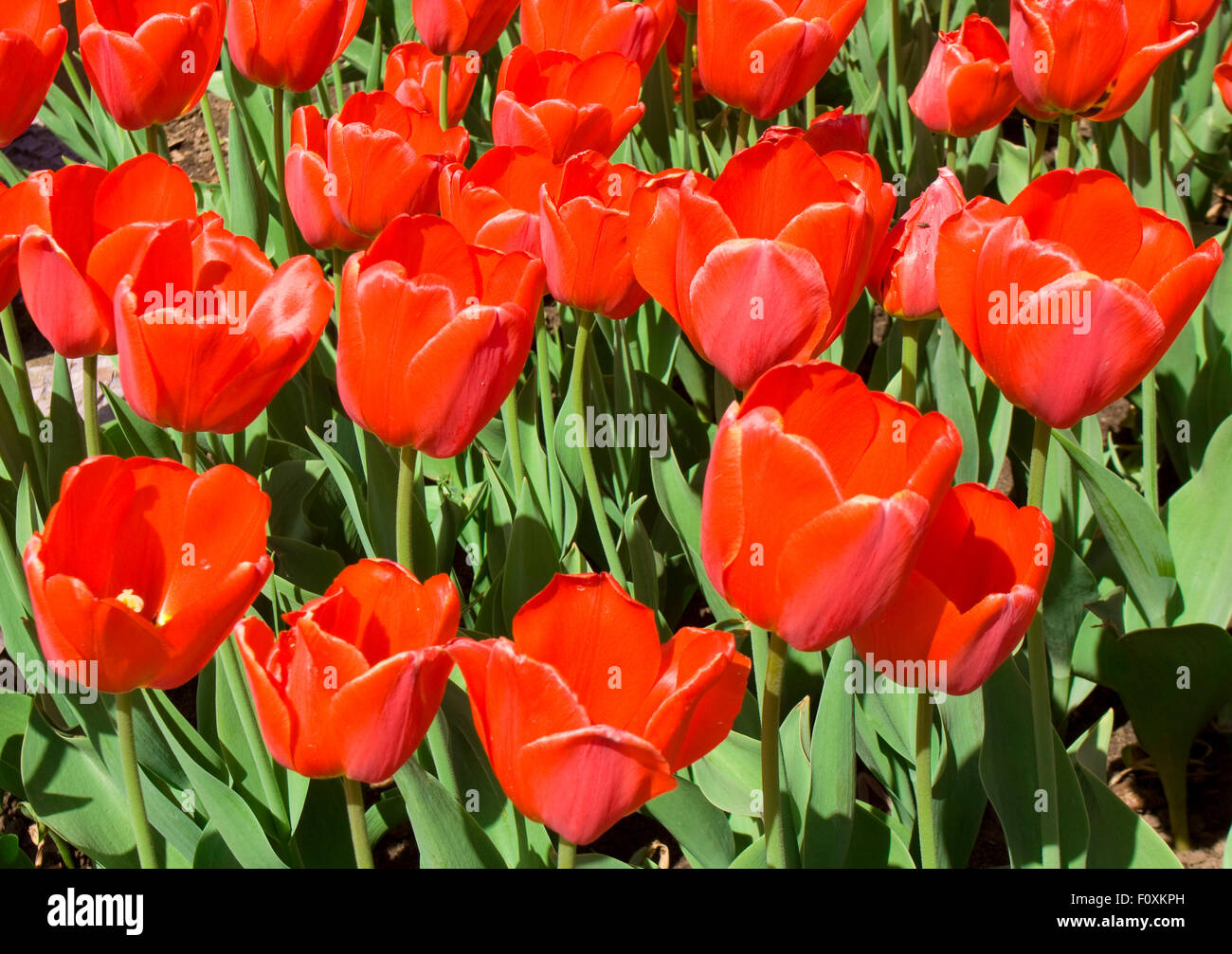 Flower bed with many tulips of red colour, horizontal Stock Photo - Alamy
