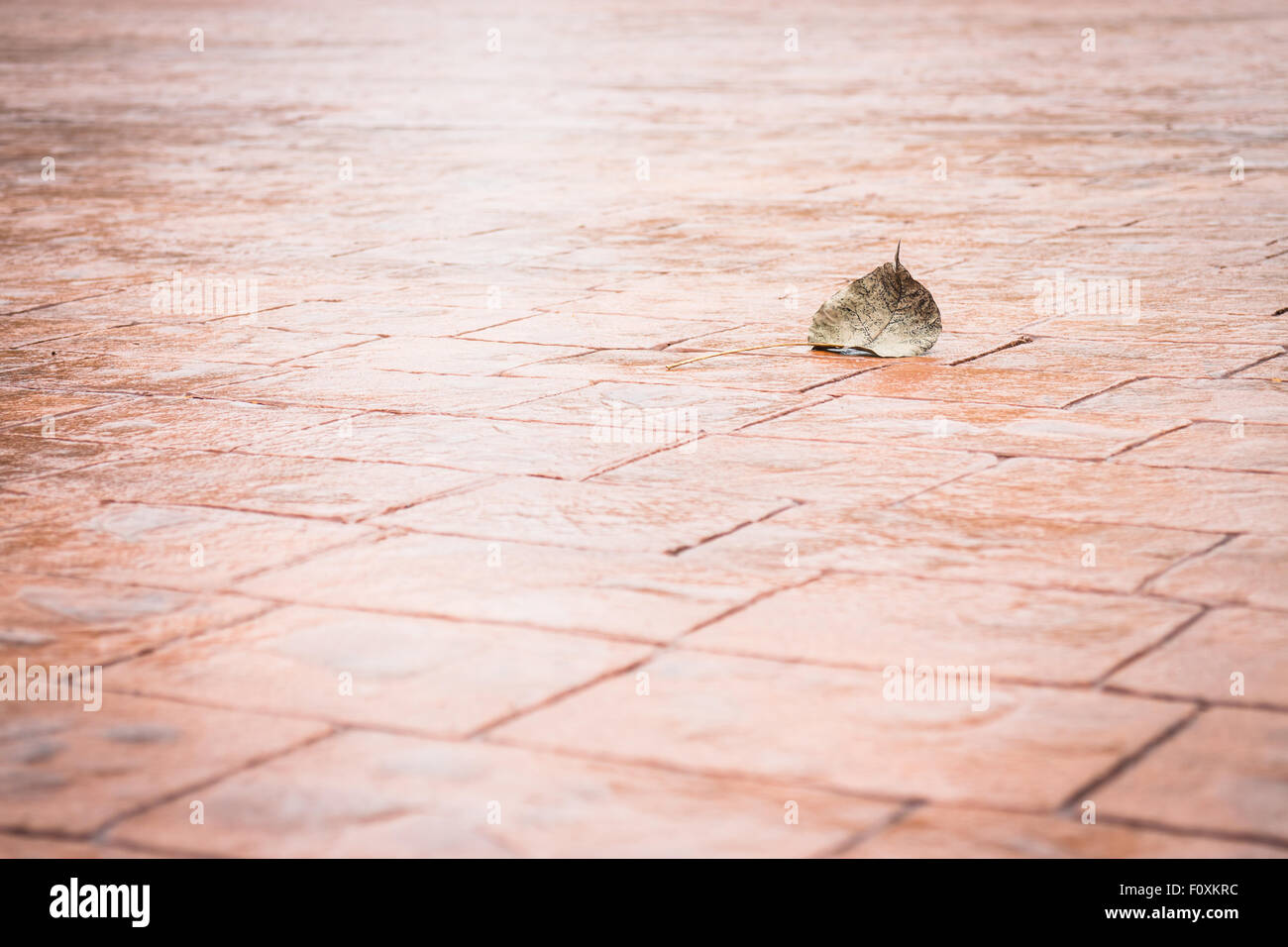 Bodhi or pho leaf dry on brick floor, stock photo Stock Photo