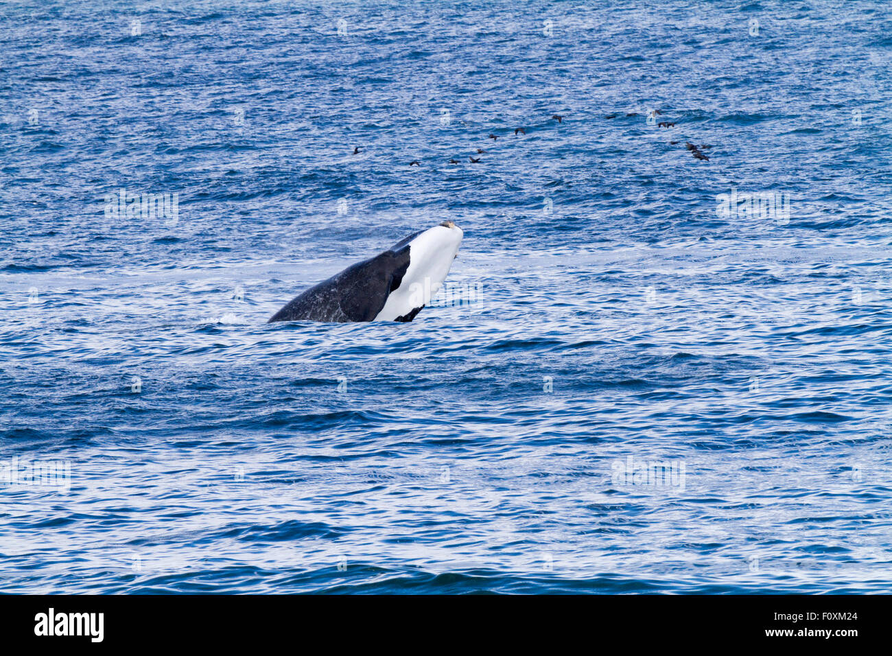 Whale breaching south africa hi-res stock photography and images - Alamy