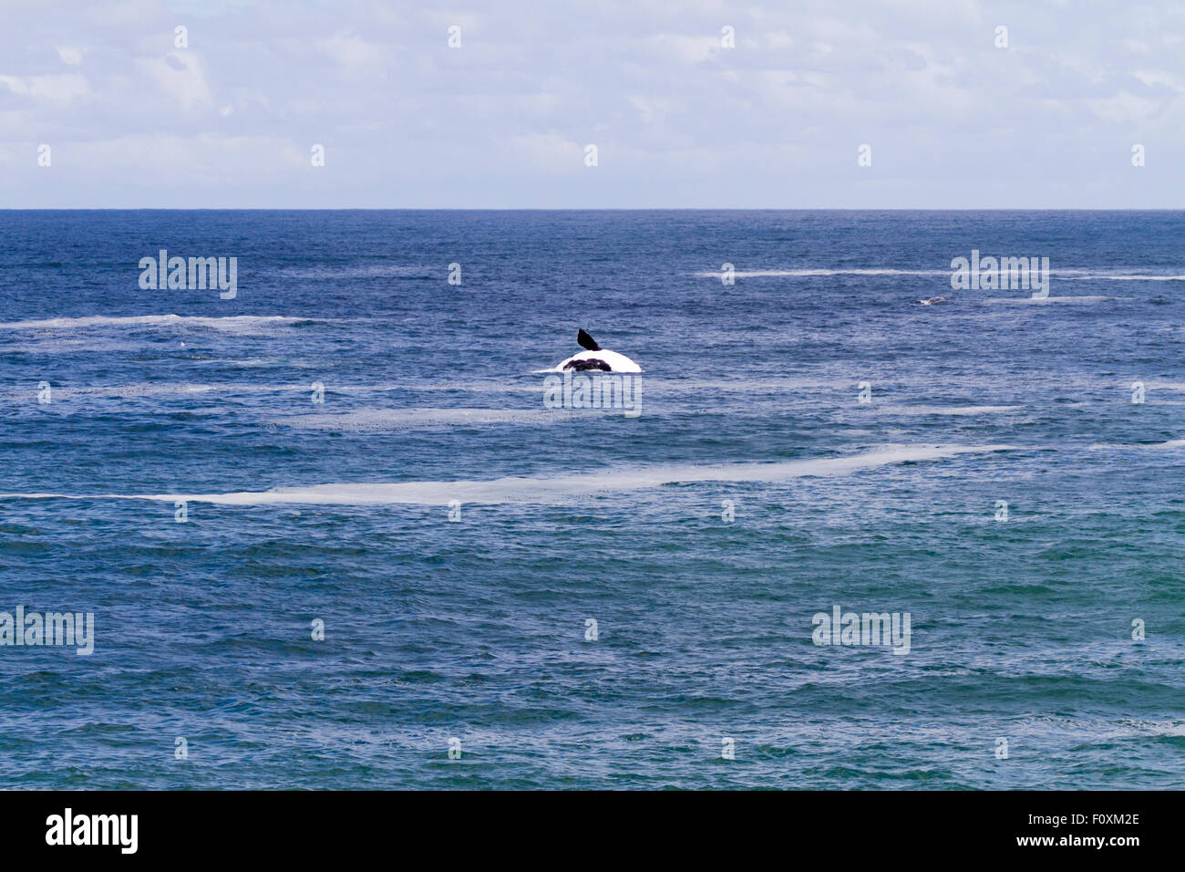 Southern right whale walker bay hi-res stock photography and images - Alamy