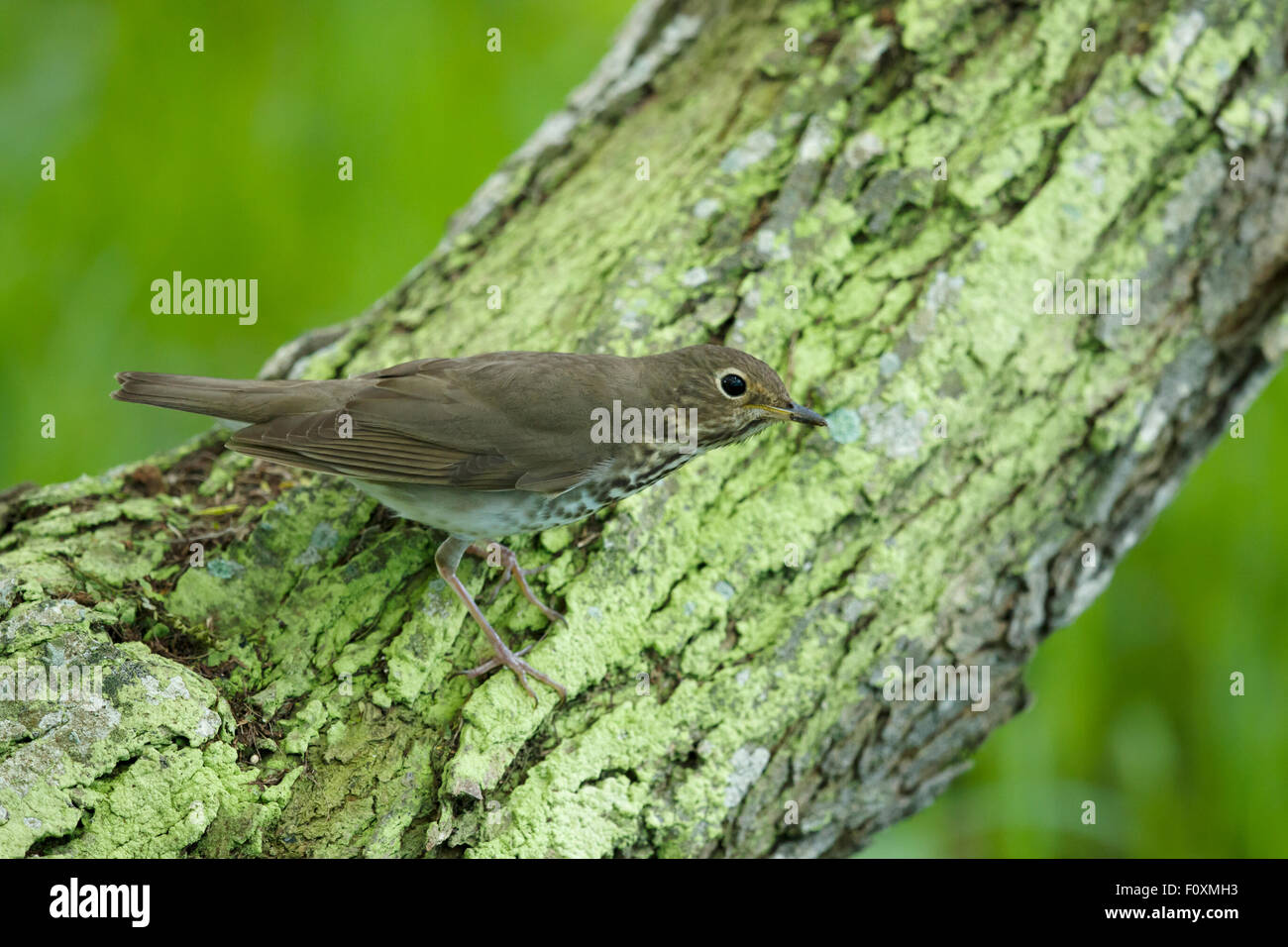 Swainson's Thrush Catharus ustulatus Gulf Coast of Texas, USA BI027331