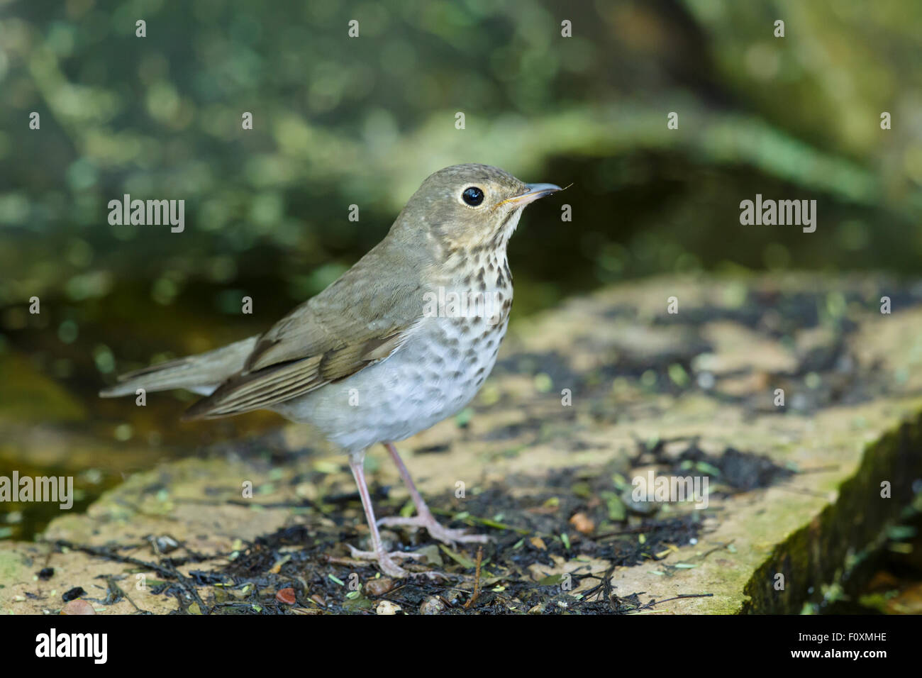 Swainson's Thrush Catharus ustulatus Gulf Coast of Texas, USA BI027334