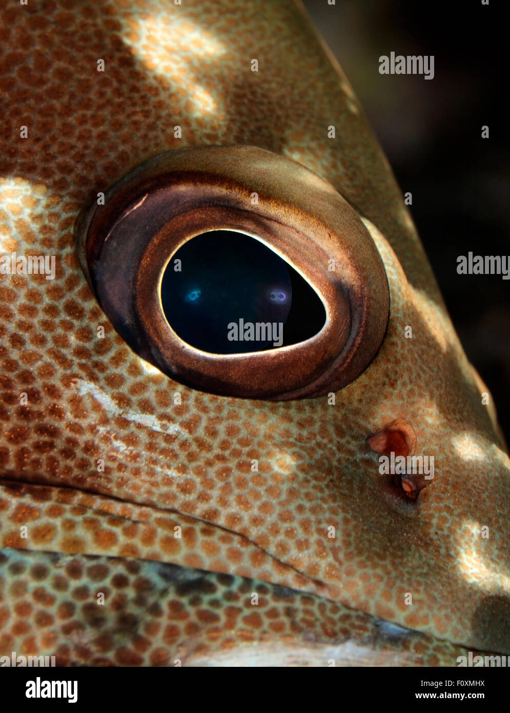 VERY CLOSEUP VIEW OF GROUPER EYES Stock Photo Alamy