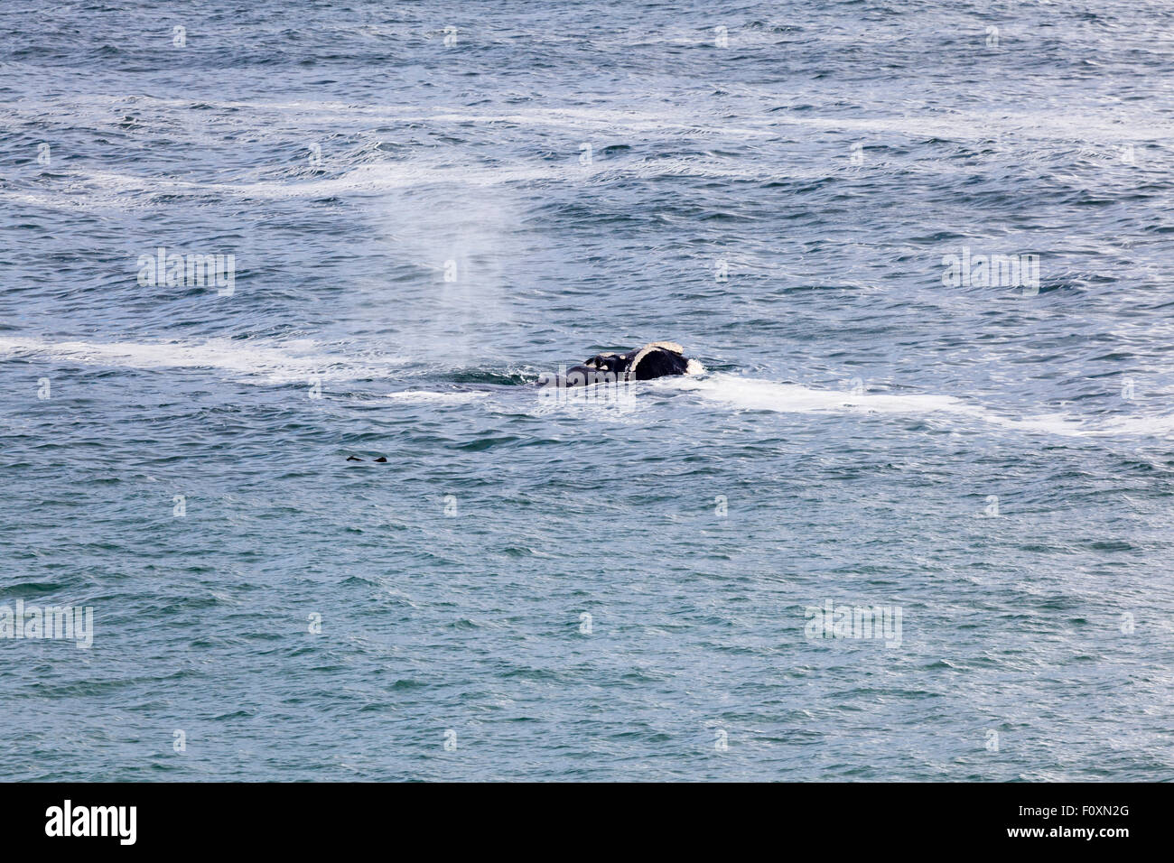 Walker bay whale hi-res stock photography and images - Alamy