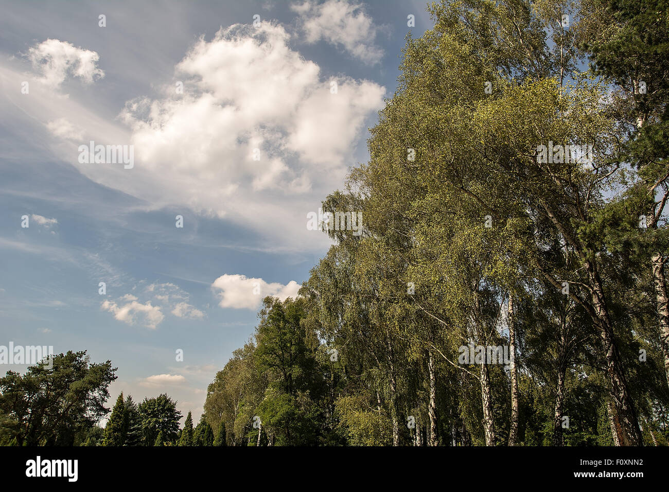 Trees and clouds Stock Photo - Alamy