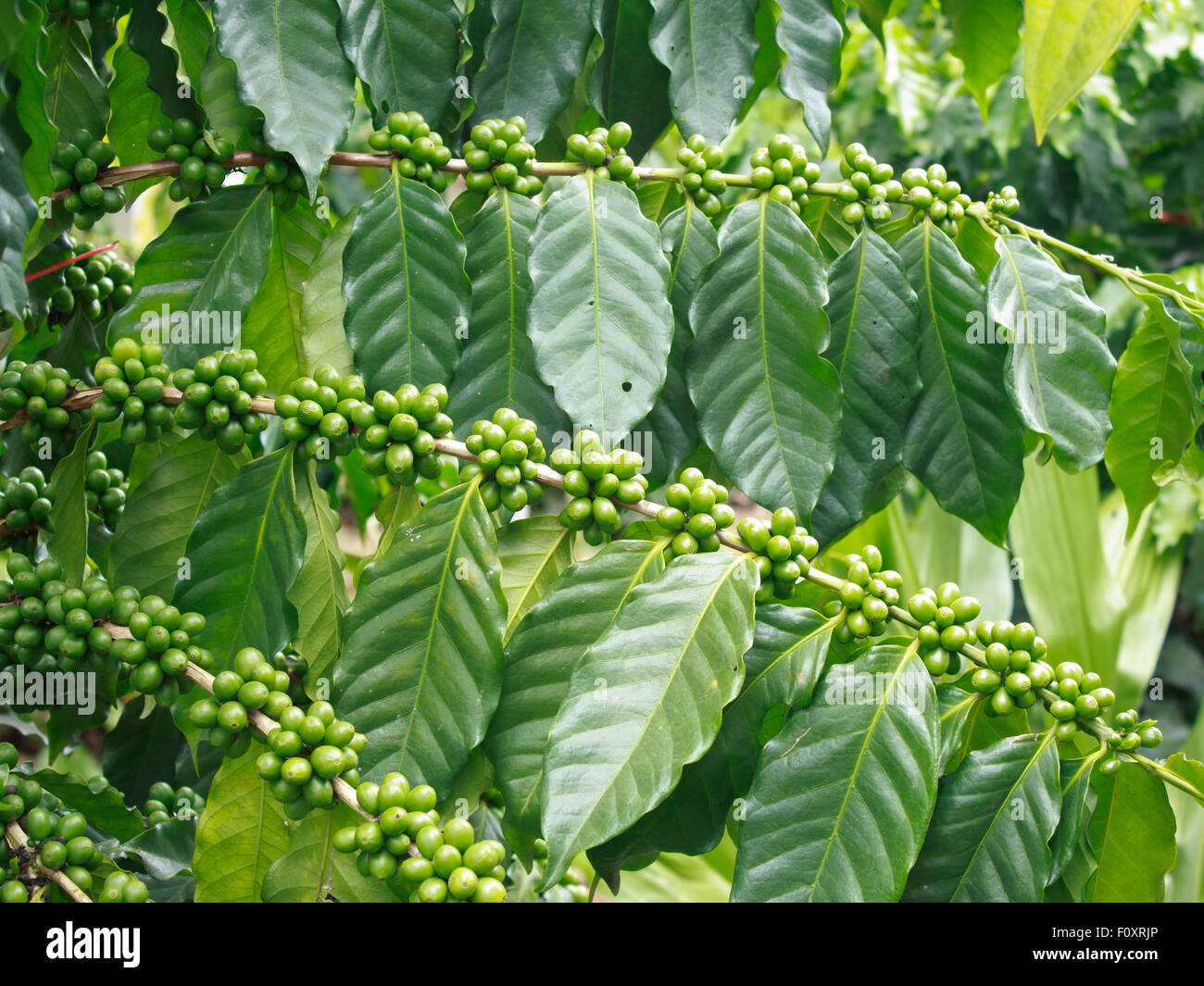 Arabica coffee trees in the garden Stock Photo Alamy