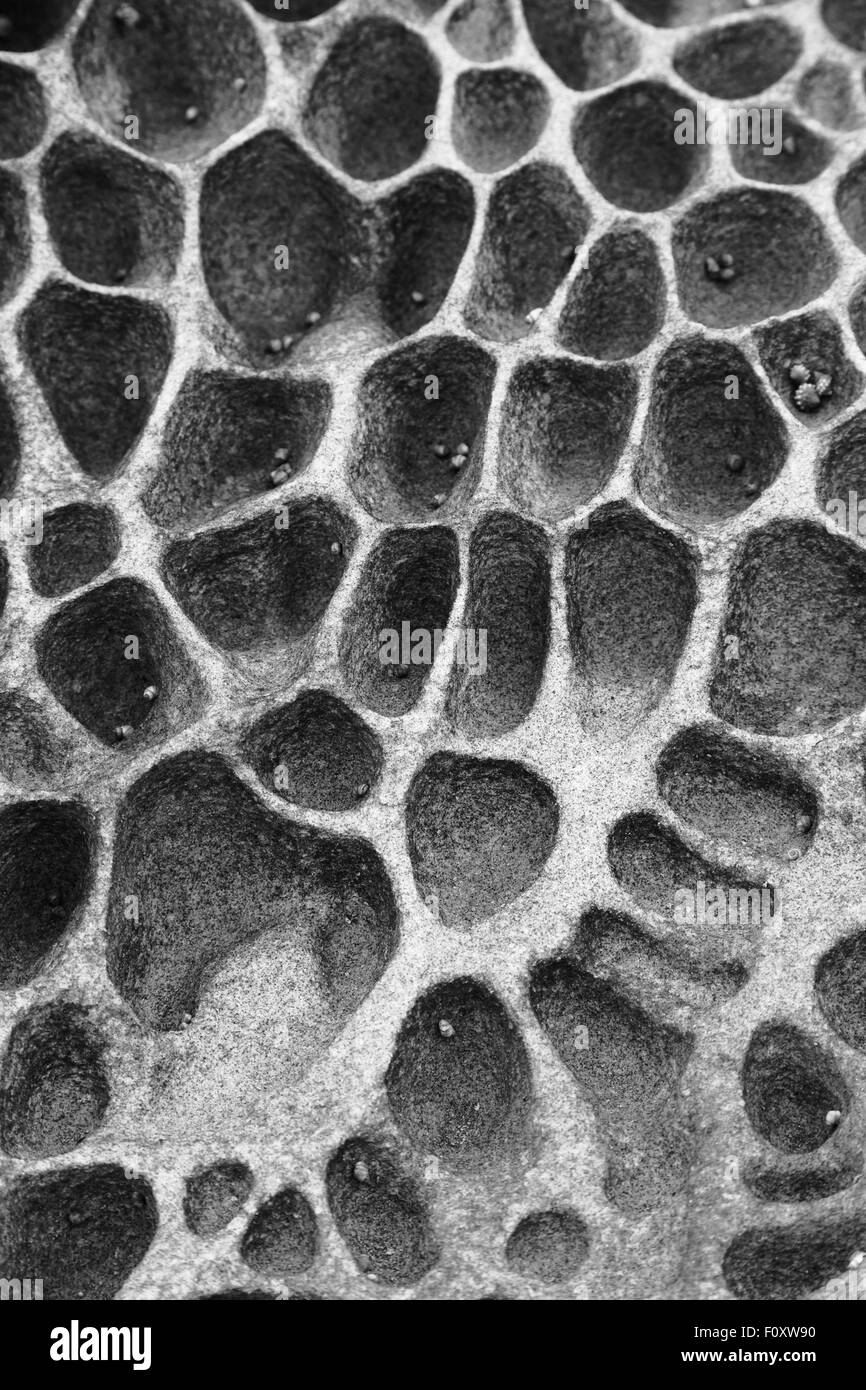 Periwinkles among erosion honeycomb along the coastline of Pearl Beach, NSW, Australia. Stock Photo