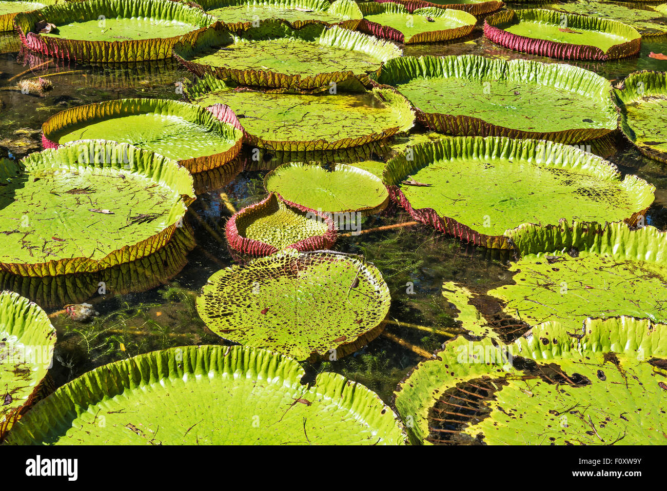 Giant water lilies at Sir Seewoosagur Ramgoolam Botanic Garden in