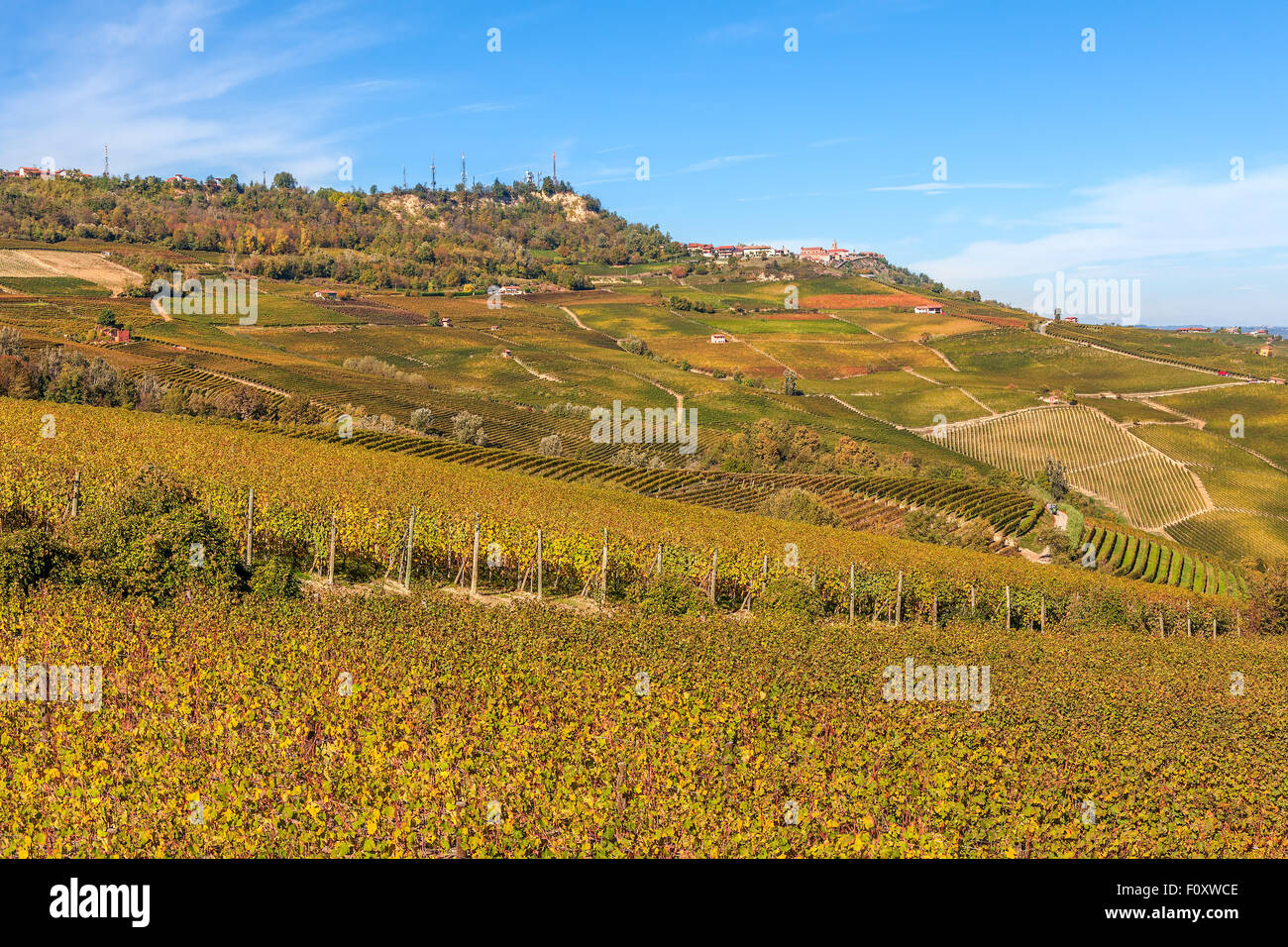 Yellow vineyards on the hills of Langhe in Piedmont, Northern Italy. Stock Photo