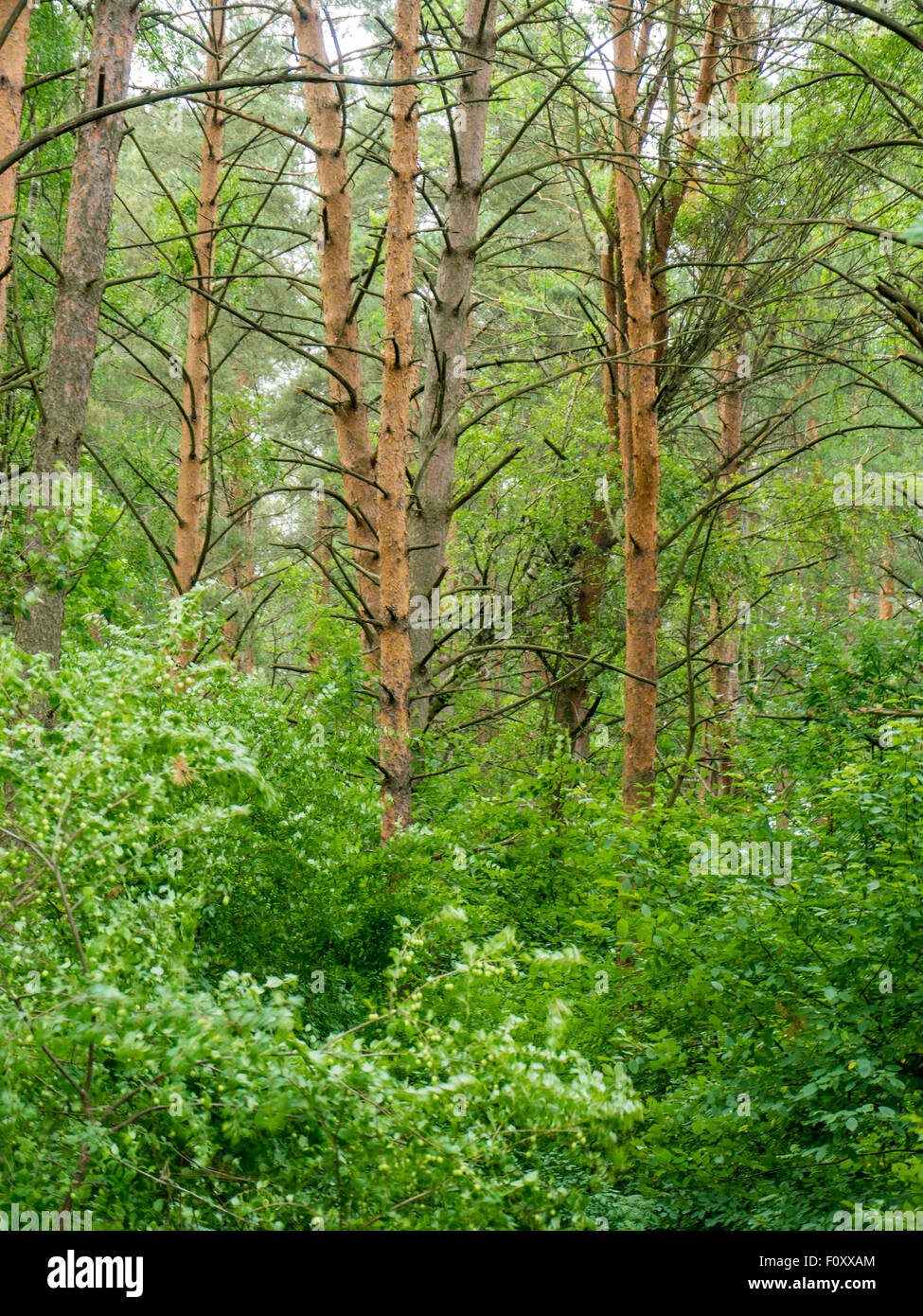 Roots of a tree in a misty forest Stock Photo - Alamy