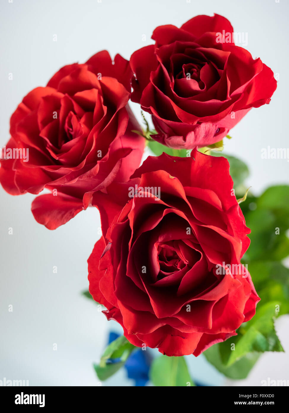three dark red roses isolated on white Stock Photo - Alamy