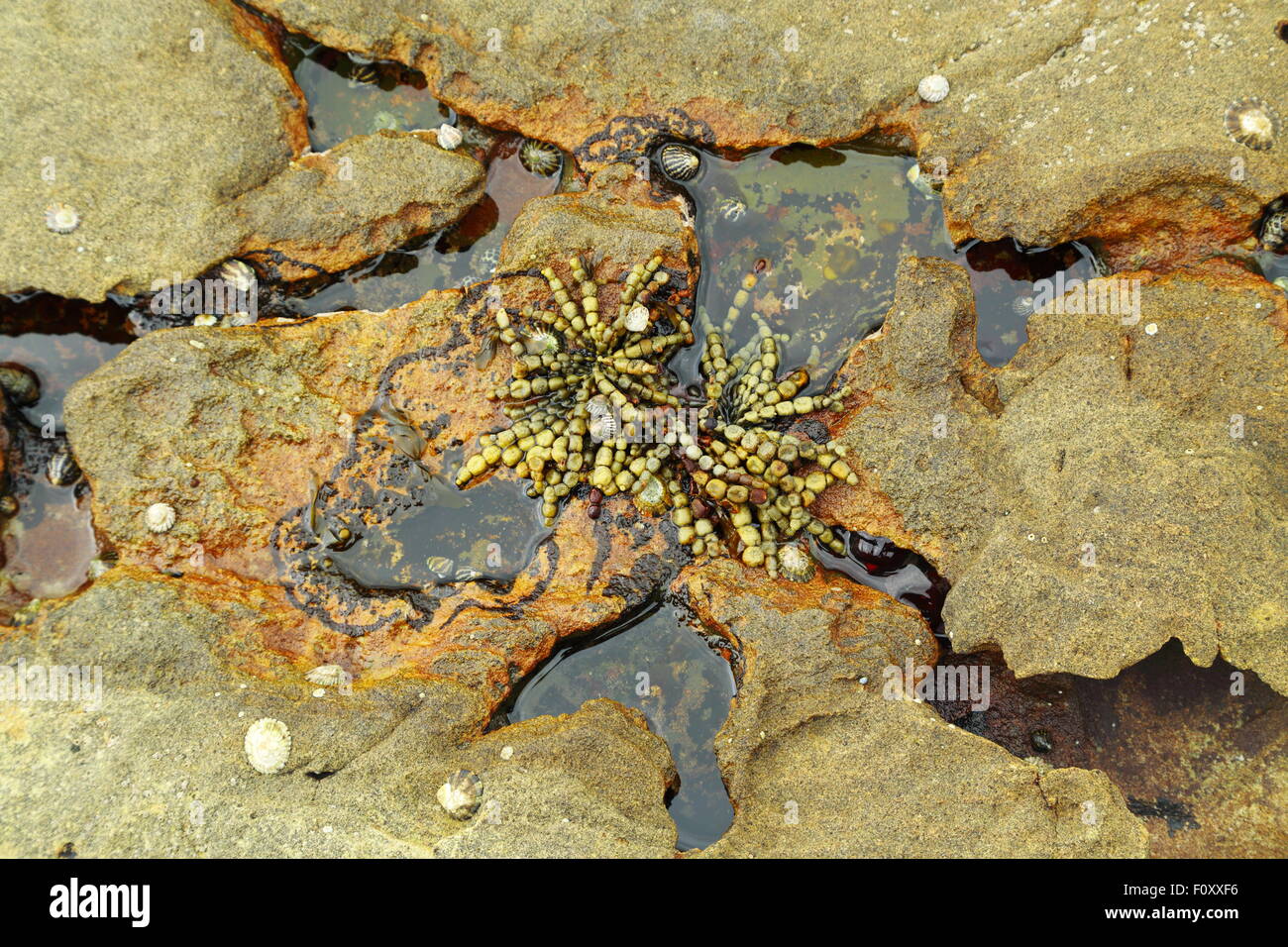 Neptune's necklace - Hormosira banksii - among an intertidal sandstone rock pool at Pearl Beach, NSW, Australia. Stock Photo