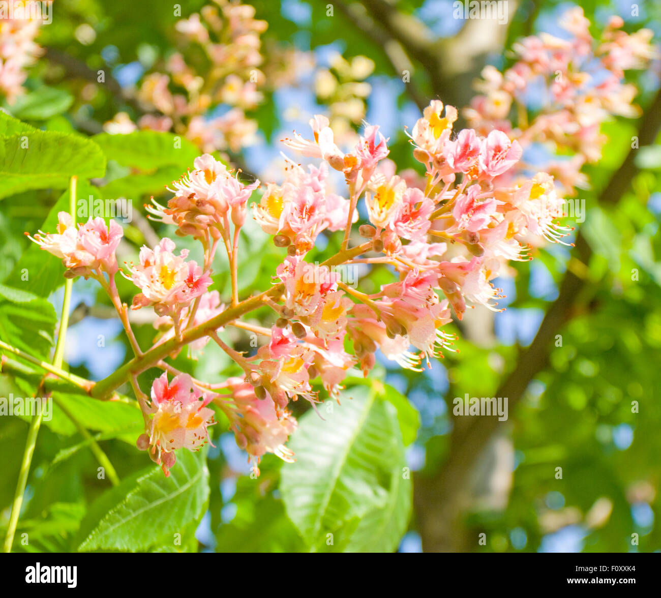 Flower of chestnut tree pink colour Stock Photo - Alamy