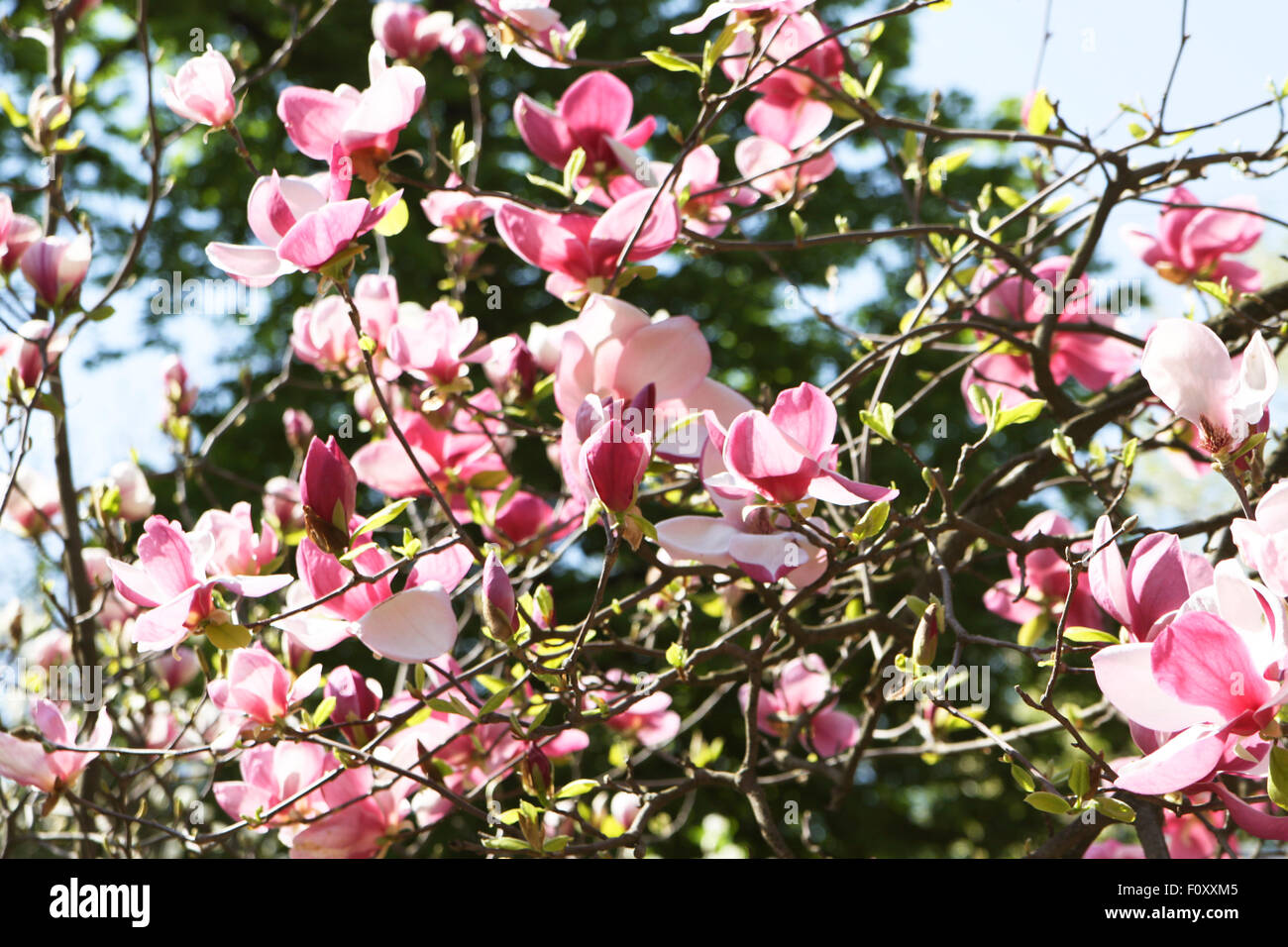 Branches of magnolia tree with pink flowers Stock Photo - Alamy