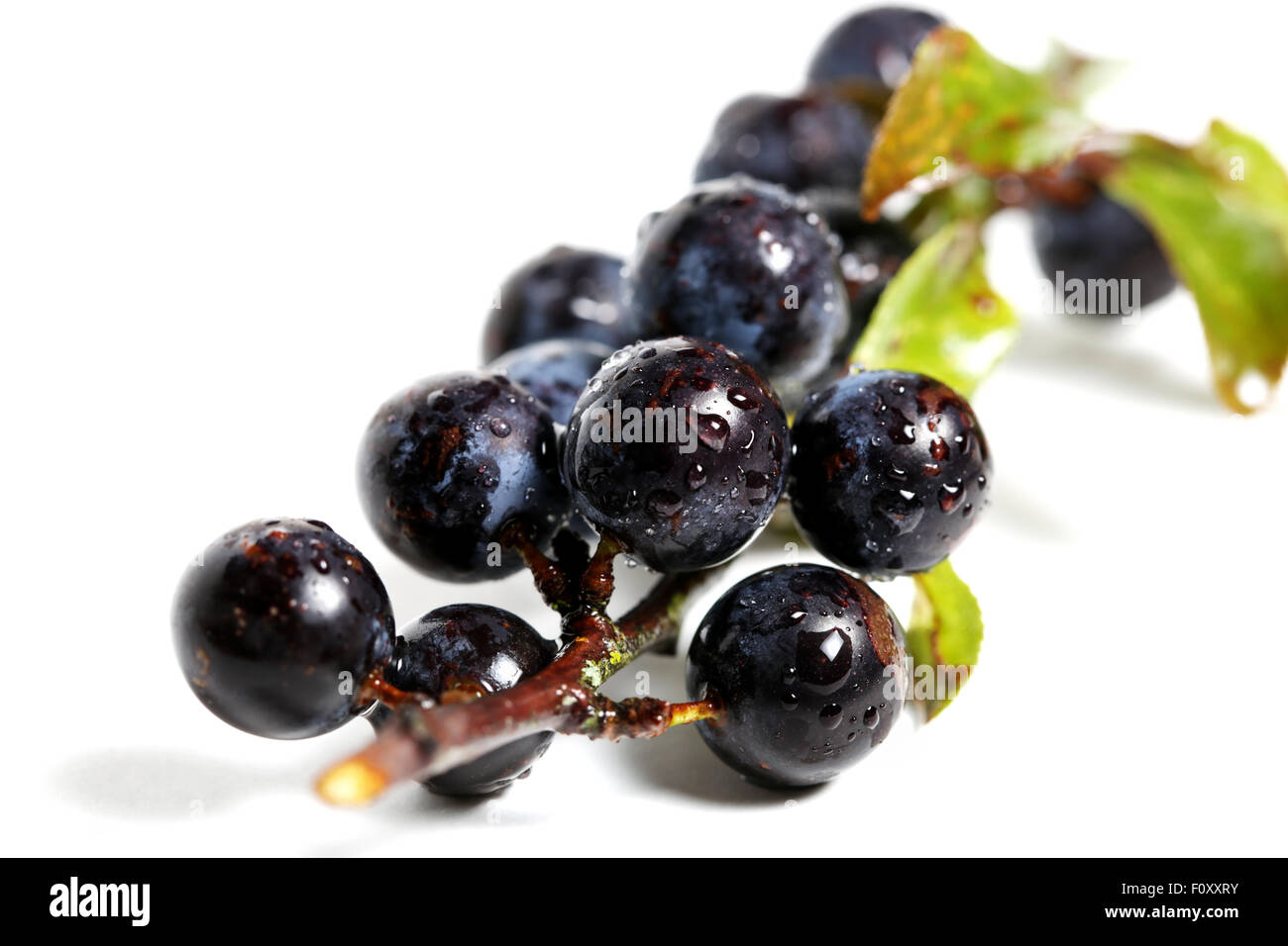 Sloes on a branch shot against a plain white background Stock Photo