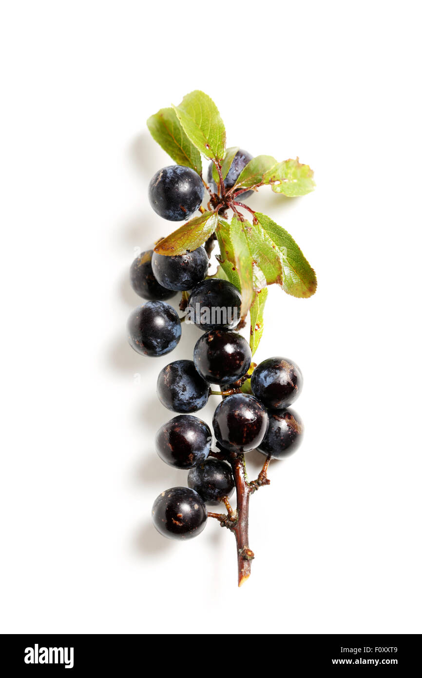 Sloes on a branch shot against a plain white background Stock Photo