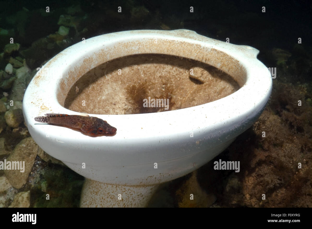 Oct. 15, 2014 - Black Sea, Ukraine - Shore clingfish (Lepadogaster lepadogaster) at an underwater toilet, Black Sea, Crimea, Ukraine, Eastern Europe (Credit Image: © Andrey Nekrasov/ZUMA Wire/ZUMAPRESS.com) Stock Photo