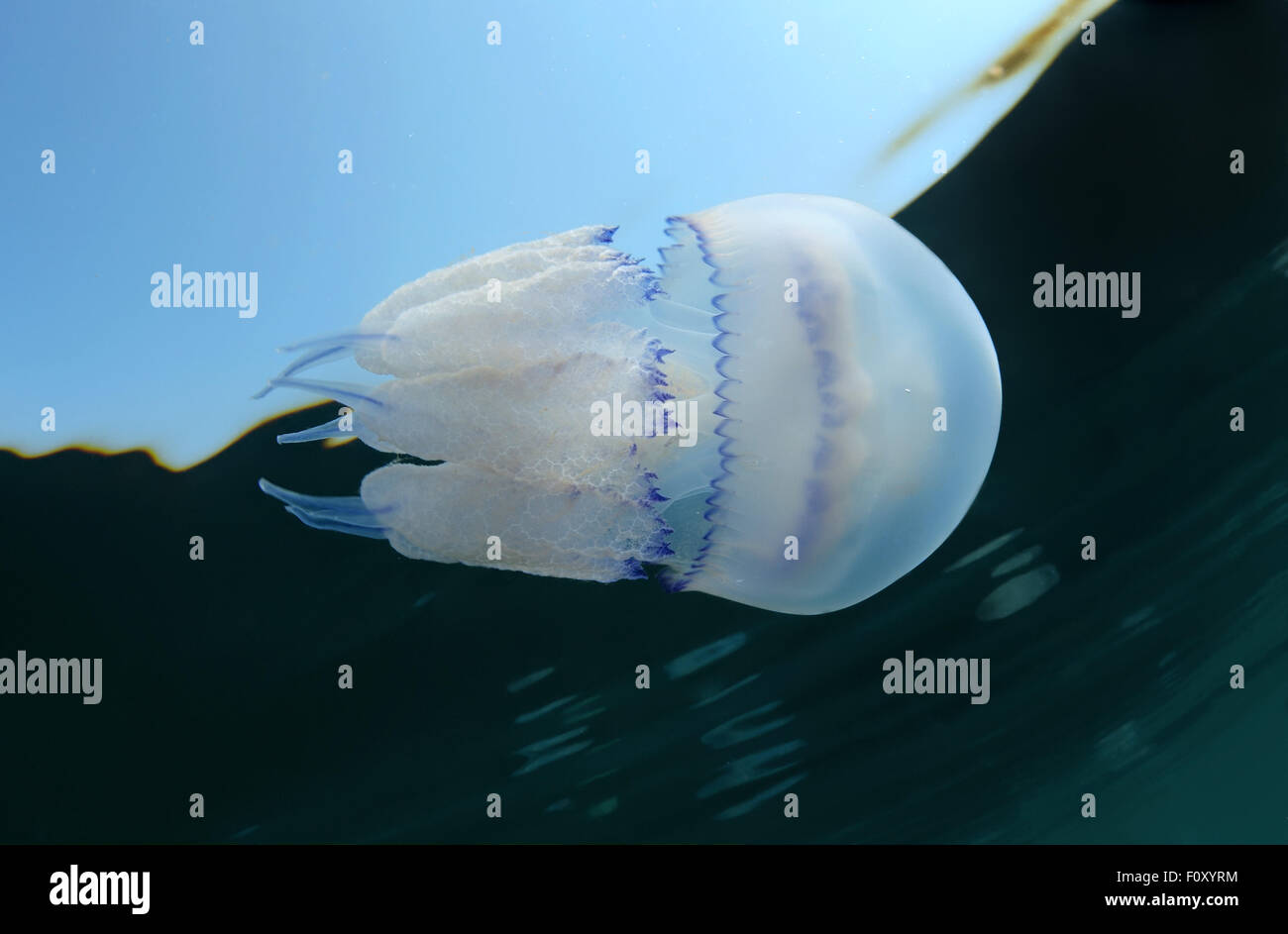 Oct. 15, 2014 - Black Sea, Ukraine - barrel jellyfish or dustbin-lid jellyfish (Rhisostoma pulmo), Black Sea, Crimea, Ukraine, Eastern Europe. (Credit Image: © Andrey Nekrasov/ZUMA Wire/ZUMAPRESS.com) Stock Photo