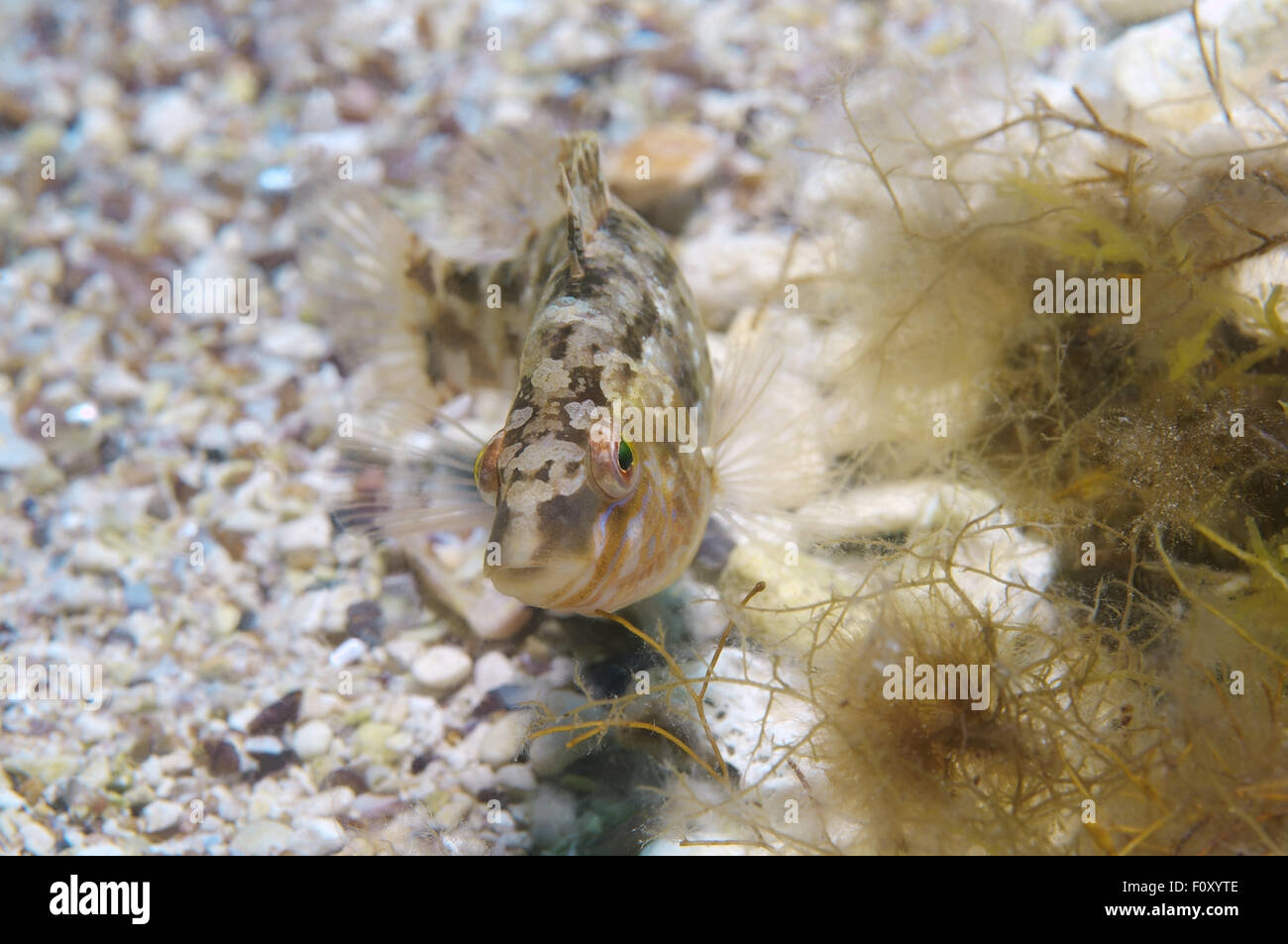 Oct. 15, 2014 - Black Sea, Ukraine - Fish Karraspio grisa (Symphodus cinereus) guarding its nest. Black Sea, Crimea, Ukraine, Eastern Europe (Credit Image: © Andrey Nekrasov/ZUMA Wire/ZUMAPRESS.com) Stock Photo