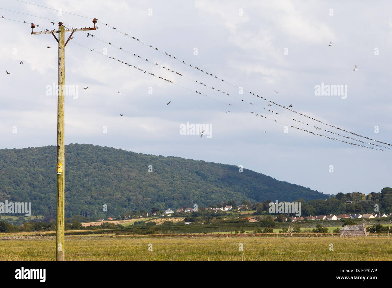 House martin migration hires stock photography and images Alamy