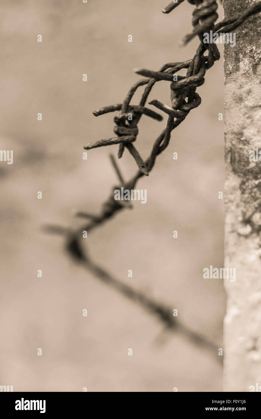 Old barbed wire with a black and white image Stock Photo - Alamy