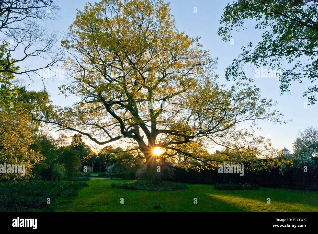 The sun sets behind an oak tree in the grounds of Middlethorpe Hall, York, North Yorkshire, England, UK Stock Photo