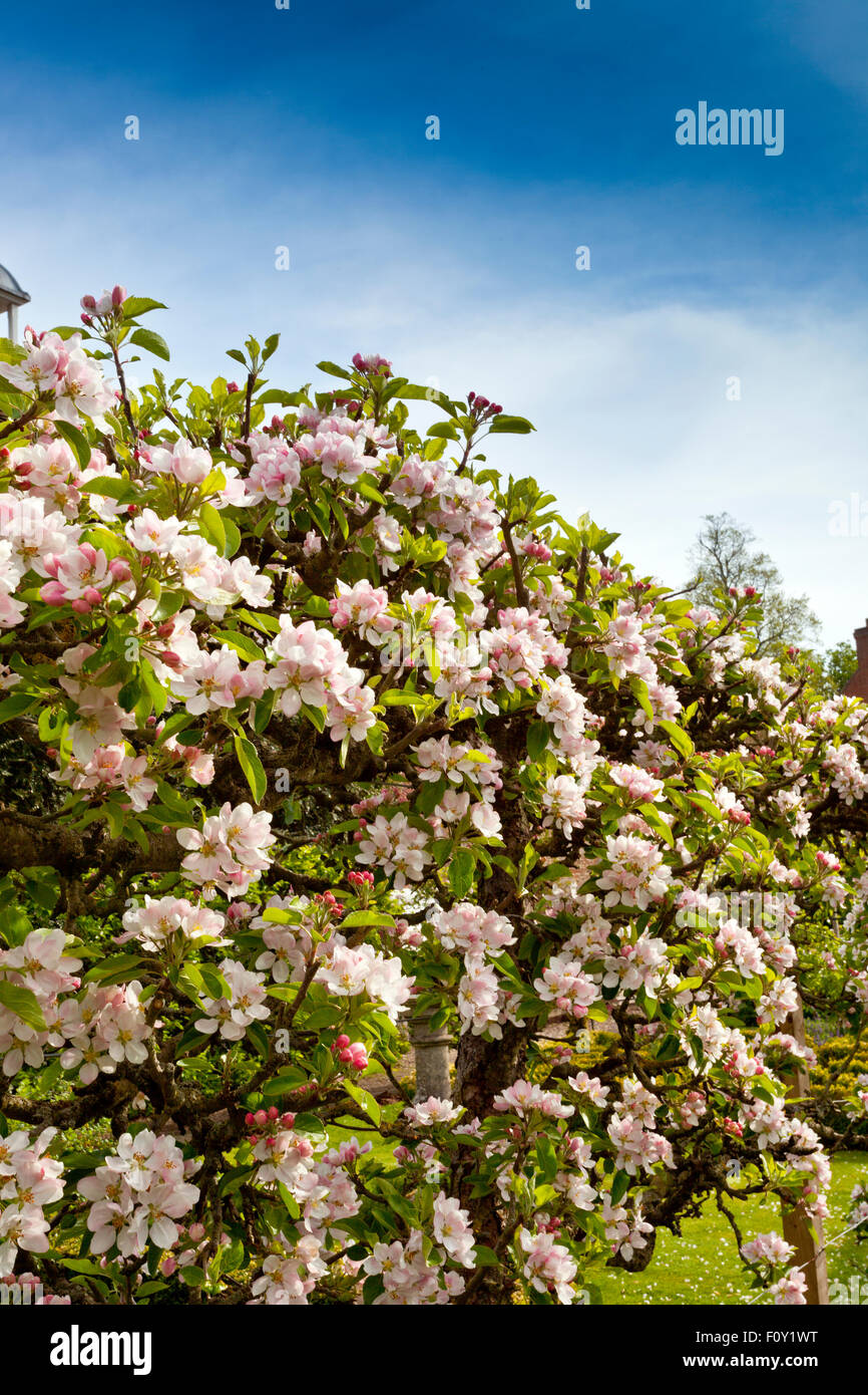 Apple blossom in the walled garden at Middlethorpe Hall, York, North Yorkshire, England, UK Stock Photo