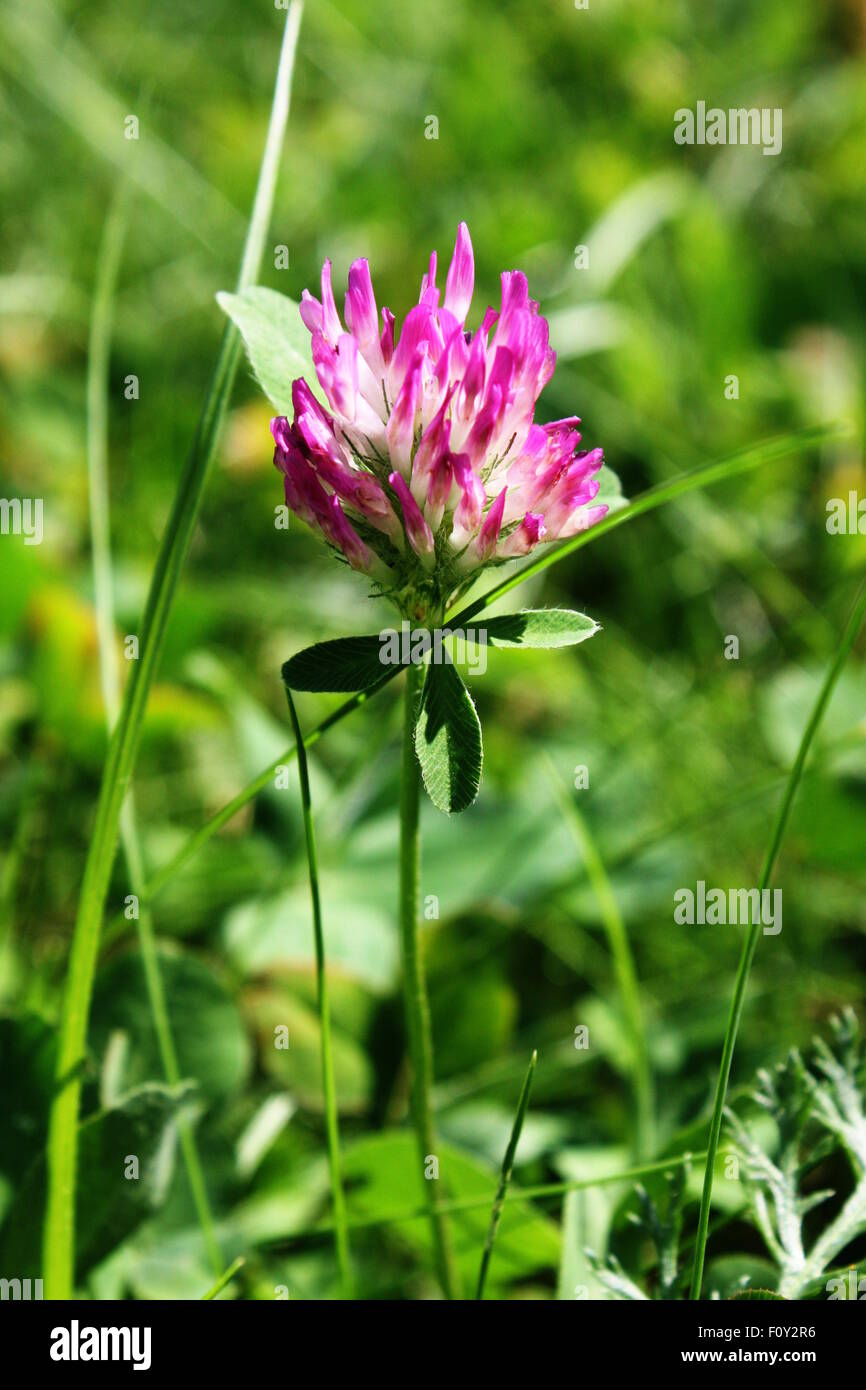 Pink and green wildflower hi-res stock photography and images - Alamy