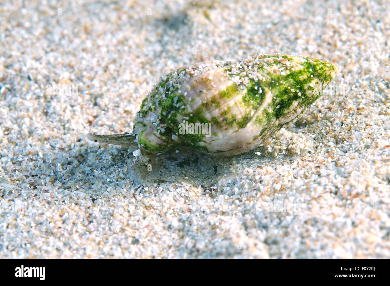 Nassa reticulata hi-res stock photography and images - Alamy