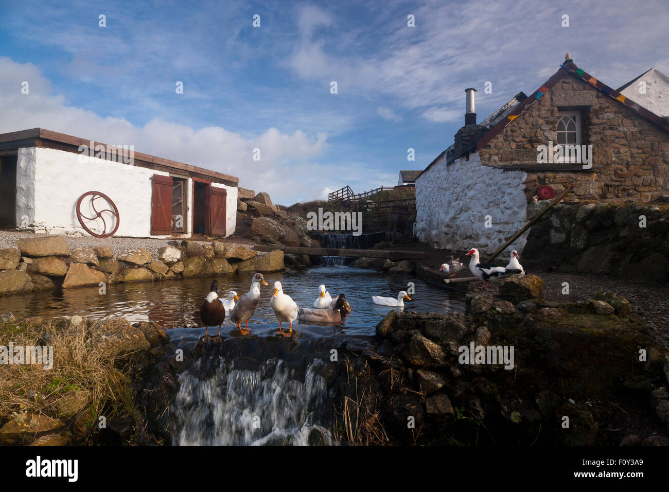 Ducks In Pond At Greeb Farm, Land's End, Cornwall, South West, UK Stock