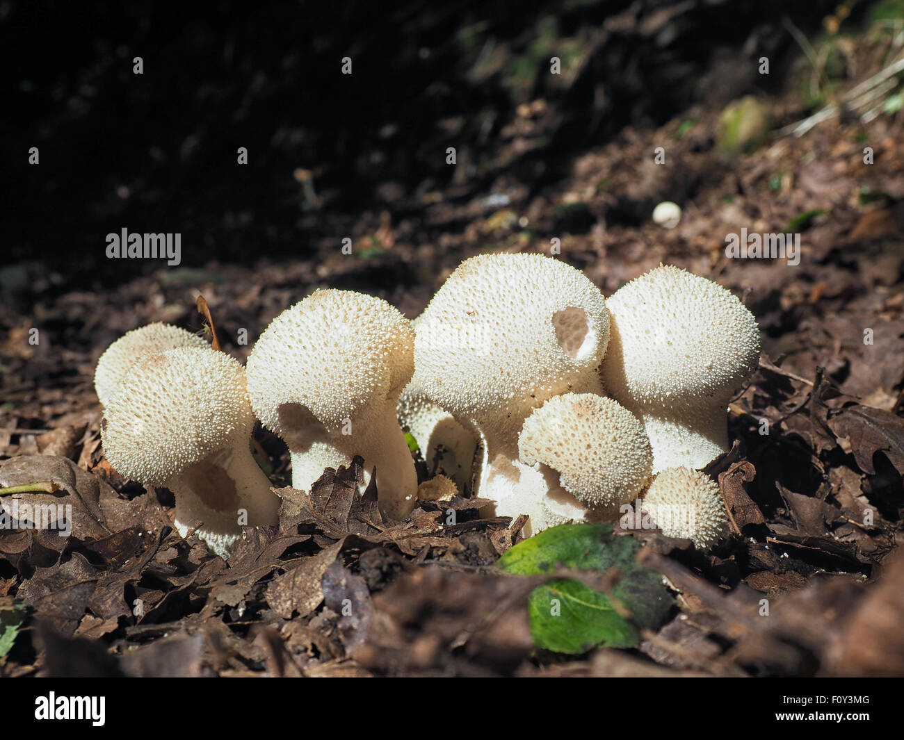 Fungus in woodland hi-res stock photography and images - Alamy