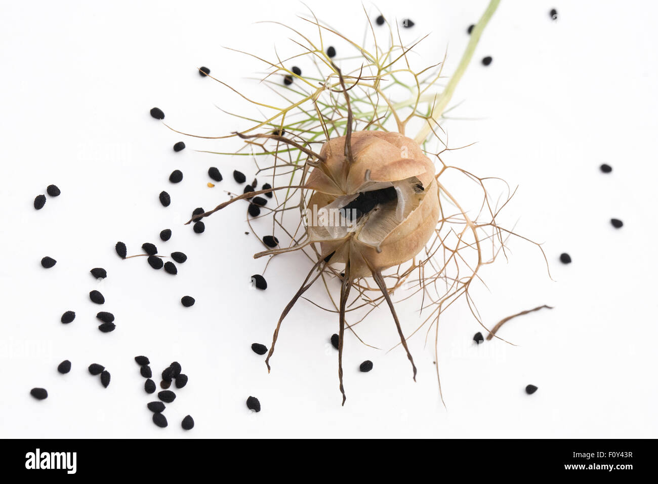 Nigella damascena 'Persian Jewels' seedhead. Love-in-the-mist seedpod. Stock Photo