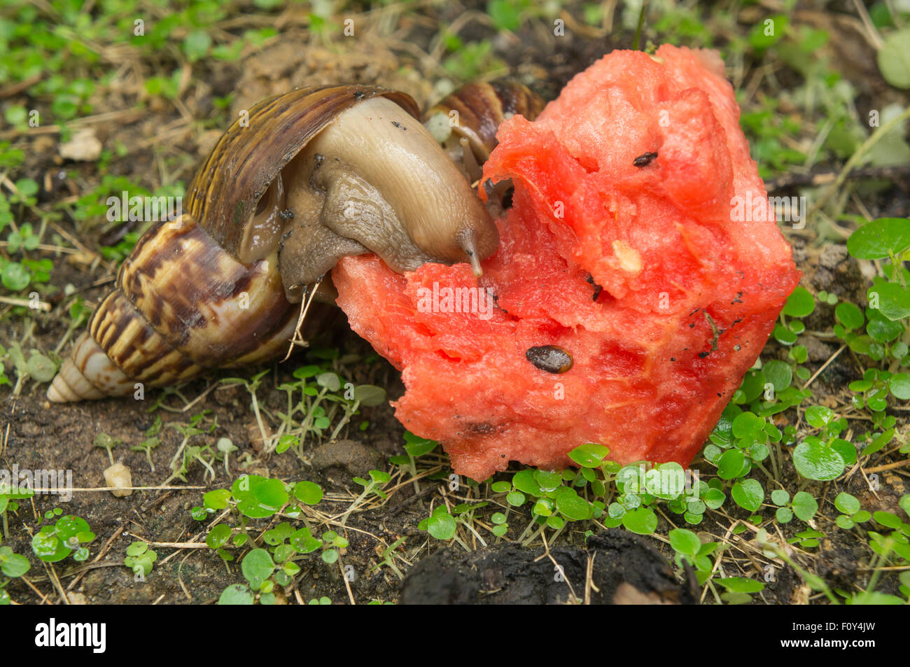 snail slug bug mollusk grass concept farm garden Stock Photo