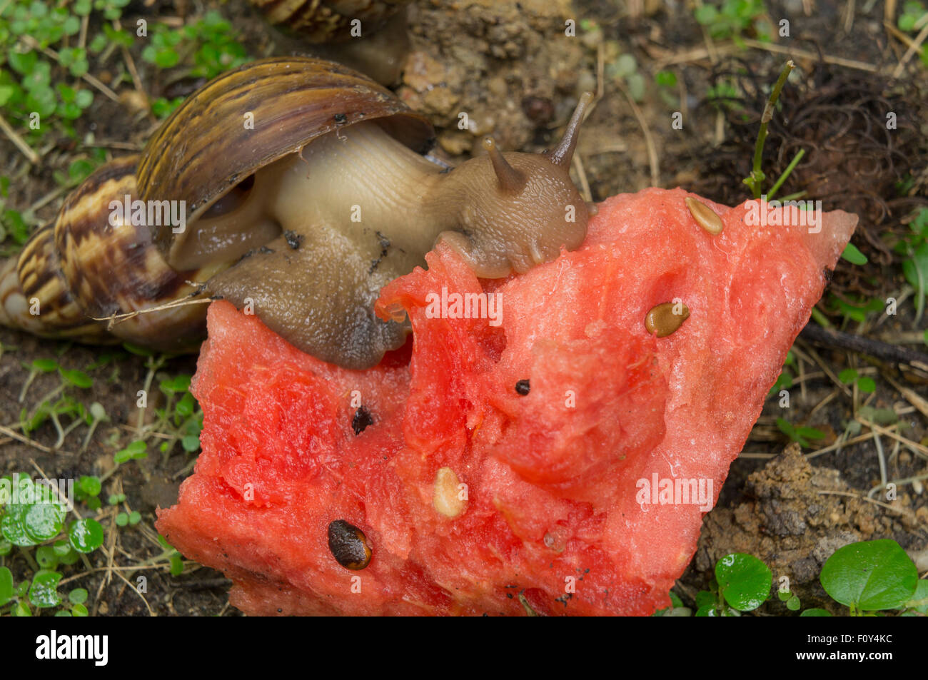 snail slug bug mollusk grass concept farm garden Stock Photo