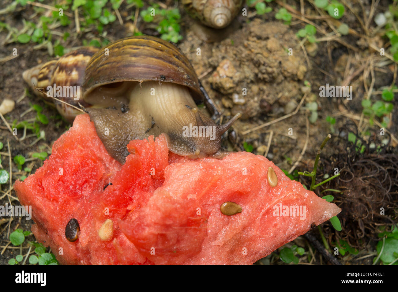 snail slug bug mollusk grass concept farm garden Stock Photo